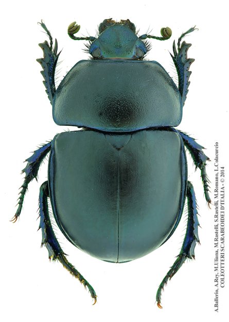 Trypocopris vernalis fauveli, maschio